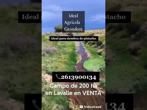 VENDO CAMPO 200HA