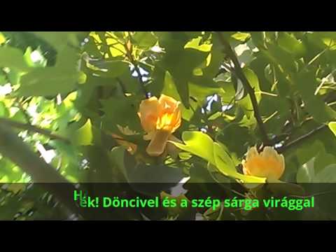 15.06.04. Tulipánfa (Liriodendron) - Növényi ritkaság Bácsalmáson