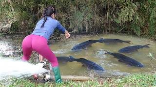 Very İnteresting Fishing | The Girl Use A Large Capacity Pump Harvest Many Big Fish in The Lakes