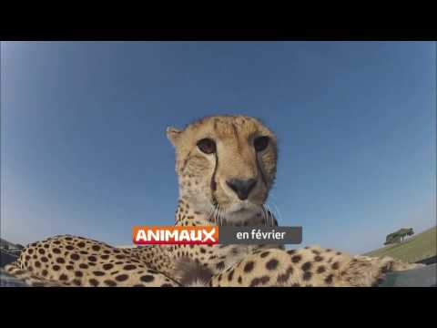 En Février sur ANIMAUX BisTV via AERVI Boutique