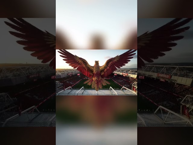 Vídeo relacionado con LiverBird - Sudadera con capucha para hombre, color negro, Negro, XL