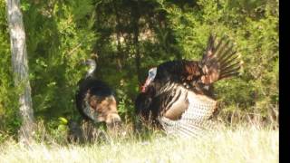 REO Speedwagon   Flying Turkey Trot Live