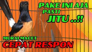 Download lagu PANCINGAN PAGI-PAGI AGAR MURAI GACOR❗❗ MURAI MACET PASTI NYAUT EMOSI❗❗ mp3