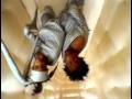 Busta Rhymes Feat Ol Dirty Basterd Woo Hah Remix