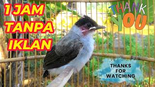Download lagu Tanpa Iklan,Suara anak burung kutilang memanggil indukan.Durasi 1 Jam pikat burung mp3