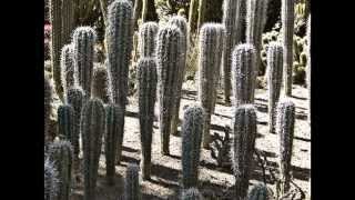 preview picture of video 'Africas best cactus garden'