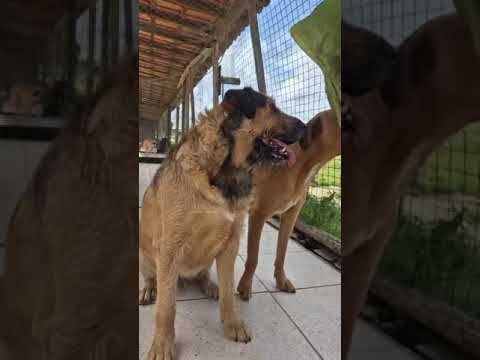 Vídeo de JAROS