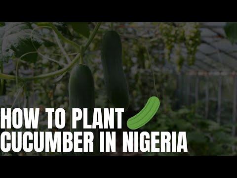 , title : 'How to plant cucumber in Nigeria: the step by step guide'