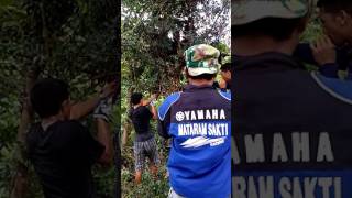 Download lagu Bonsai serut (bakalan besar) mp3 Download lagu Bonsai serut (bakalan besar) mp3