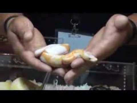 YouTube Video Mgx5ZoLECLI