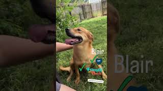 Video preview image #1 Golden Retriever-Unknown Mix Puppy For Sale in Jackson, MS, USA