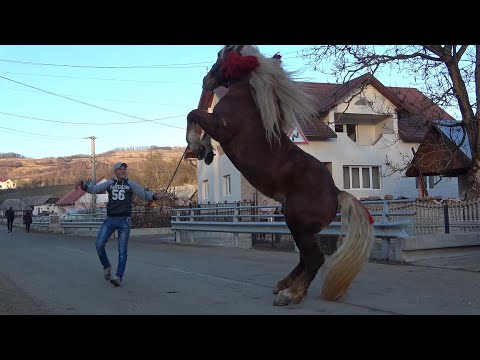 Armasarul lui Dumitru si Gavrila de la Breaza, Bistrita Nasaud - 2020 Nou!!!