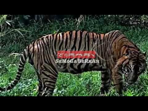 Kisah Babiat Sitelpang