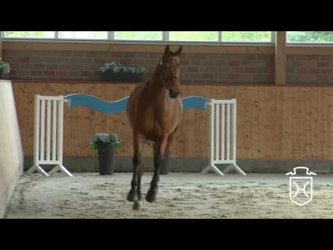 RD10 Holsteiner Stute von Cascadello I - Con Air - Acobat II