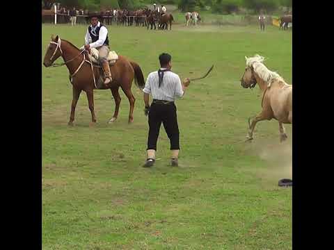 Monta en clina La MAYONESA en Colonia Mascias Santa Fe