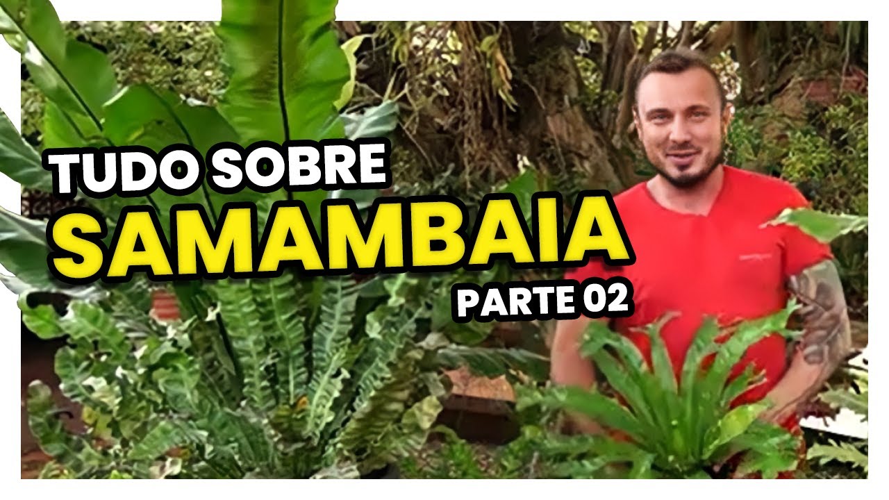 TUDO SOBRE SAMAMBAIAS | Parte 02