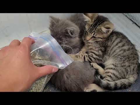 Stray Cats and Kittens Update July 13th 2021 Eye Ointment Antibiotics Eyes Getting Better