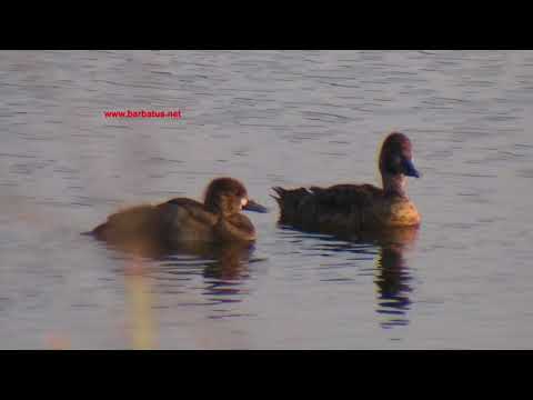 Porrón bastardo ( Aythya marila ) Scaup