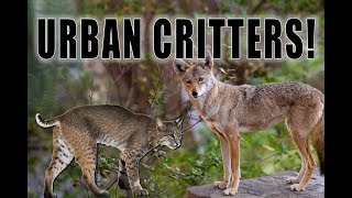 Why Is That In My Yard?