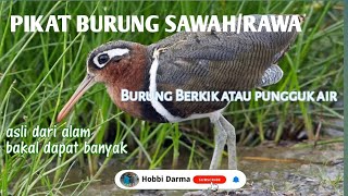 Download lagu Audio 3(SUARA PIKAT BURUNG BERKIK ATAU PUNGGUK AIR) mp3