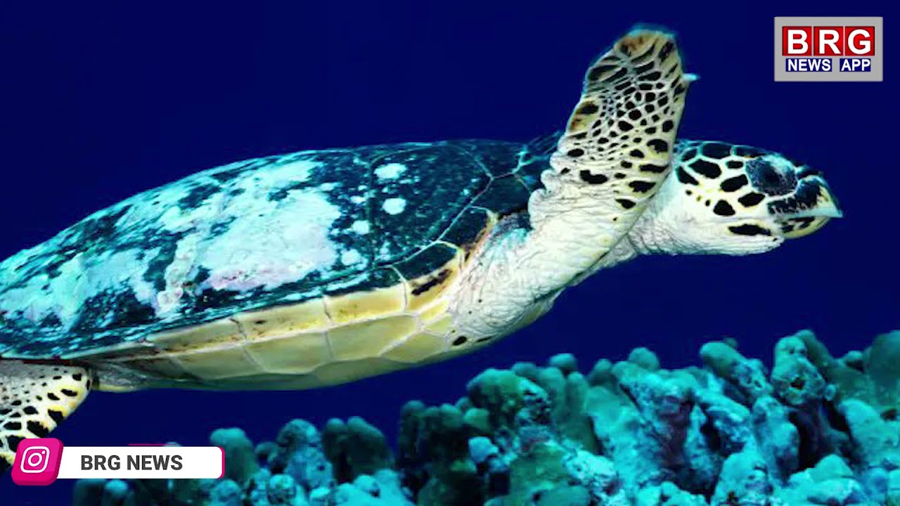 Turtle travels 37,000 km to locate its home | Why this turtle travel this long to locate home?