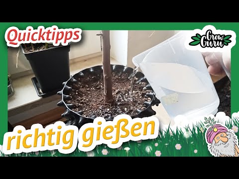 Watering Air Pots & Pots Correctly and Avoiding Mistakes