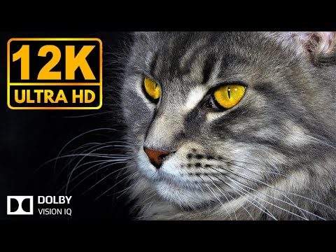 Finest Detail 12K HDR 60fps * Dolby Vision IQ *