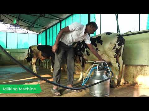 Automatic Mini Dairy Plant