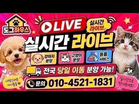 강아지분양 고양이분양????실시간 라이브 상담????전국이동분양…