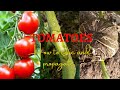 How To Save Tomatoes Plant During Winter Season Through Airlayering Method