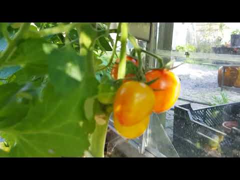 Tomatsorter, Tigerella