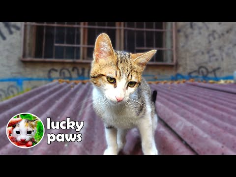 CAT ABANDONED BY OWNER TRIES TO ADAPT TO STRAY CATS | Lucky Paws