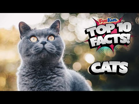 Cat reels Instagram hashtags, Reels OF Cats, Funny cat videos, Funny cat Instagram, Famous cats,   2