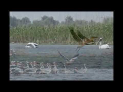 Pensiunea Big Fish va asteapta sa descoperiti Delta Dunarii!