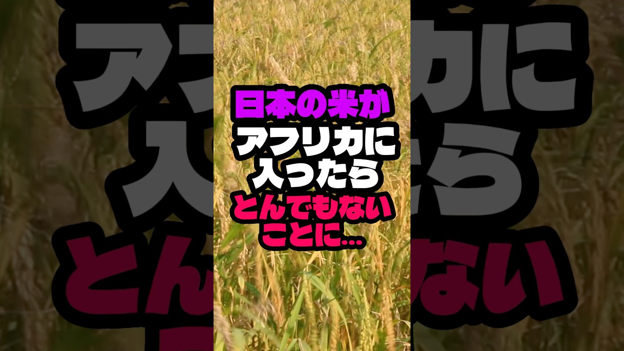 日本の米がアフリカに入ったらとんでもないことになりました