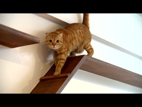 download lagu mp3 mp4 Interior Design House For Cats, download lagu Interior Design House For Cats gratis, unduh video klip Interior Design House For Cats