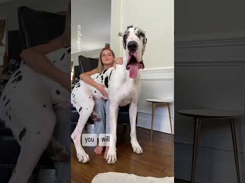 Great Dane Puppy ➡️ GIANT #greatdanes #barked #shortfeed #cutepuppies