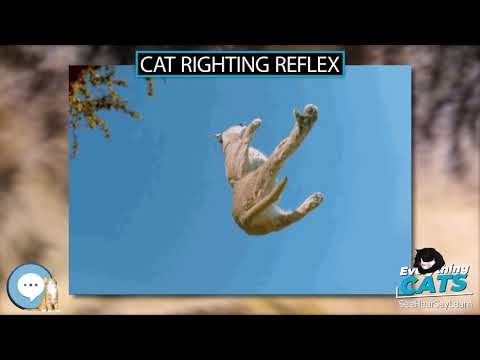 Cat righting reflex 🐱🦁🐯 EVERYTHING CATS 🐯🦁🐱