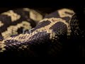 Anaconda Crawling Scales Close Up