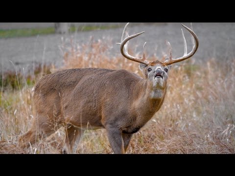 How to Field Judge a Deer on the Fly