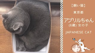 納まる猫 | 東京都 アブリルちゃん | Japanese Cat