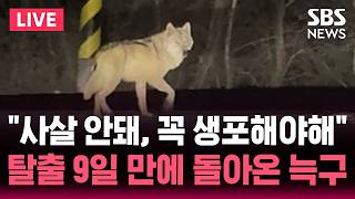 ????LIVE 사살 안돼, 꼭 생포해야해...탈출 9일 만에 돌아온 늑구 | SBS 논스탑 라이브