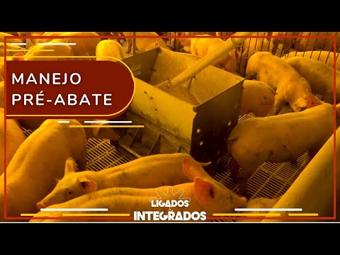 , title : 'A importância do manejo pré-abate na qualidade final da carne suína | Ligados&Integrados - 18/12/23'