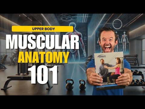 Upper Body Muscular Anatomy for NASM Trainers || NASM-CPT 7th Edition