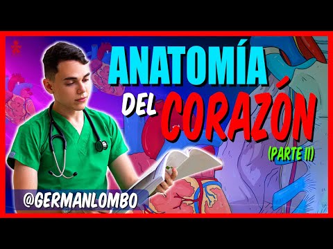 THE HEART - ANATOMY OF THE HEART