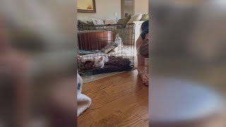 Pig prank gone wrong: My 2 Cents