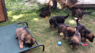 Freya/Carlo Litter DOB 4-22-17