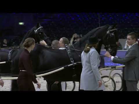 HK 2024   Horses2fly KFPS Sportcompetitie tuigen Young Riders