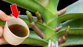 Pour 1 Cup per week! Orchids create new roots and flowers immediately