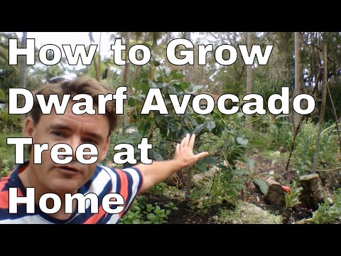 How to Grow A Dwarf Avocado Tree at Home